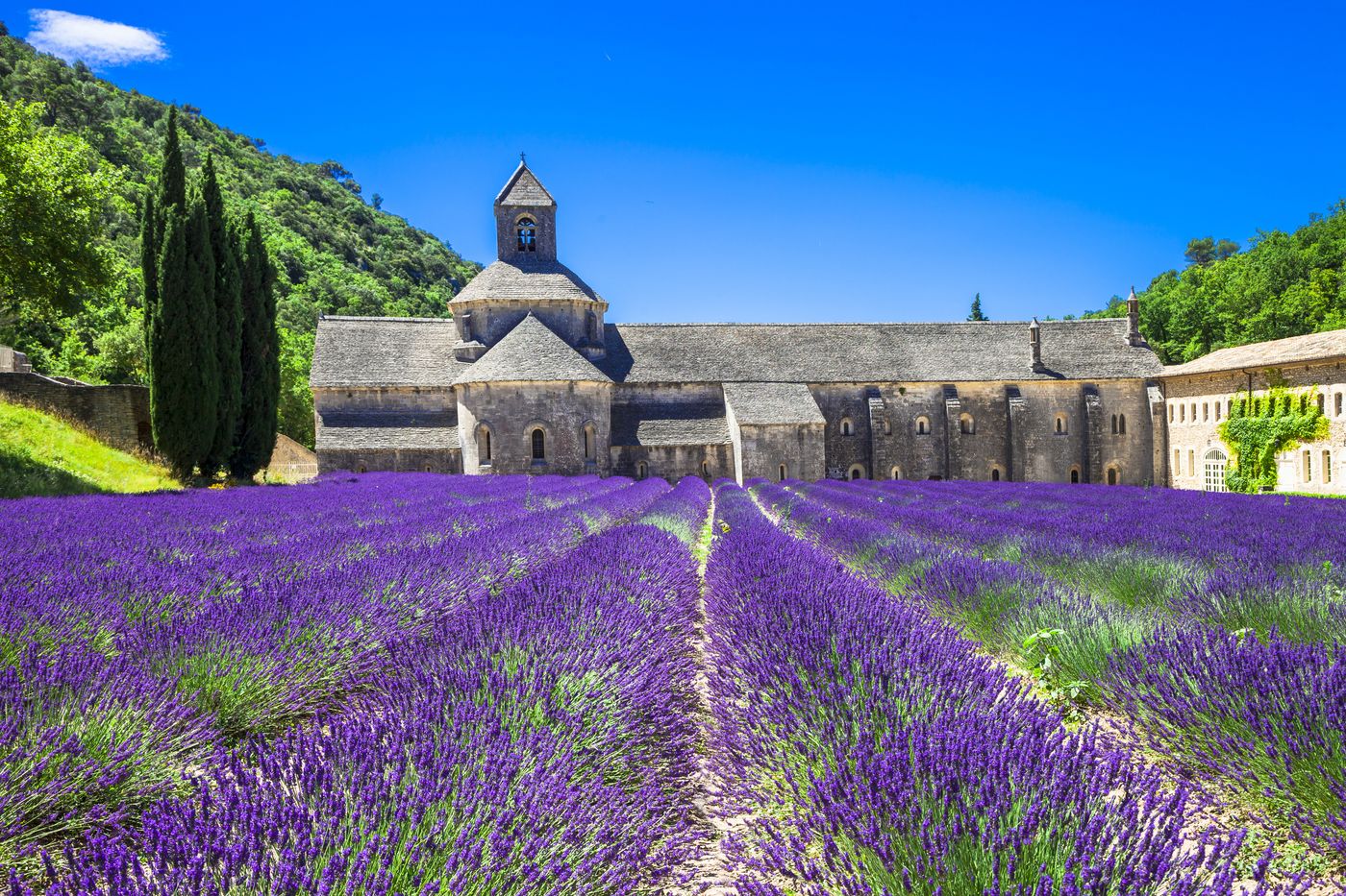 Monastry and lavender field Provence